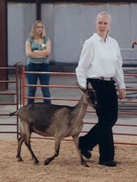 a girl shows a goat