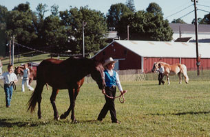 a girl walks a horse