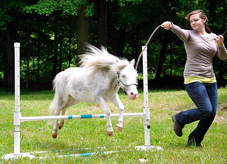miniature horse jumping