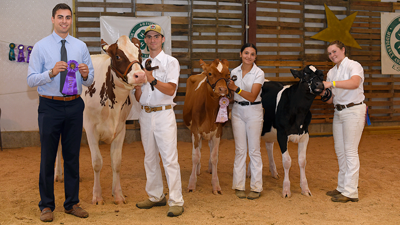 Champion Dairy Heifers