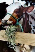 cow eating hay