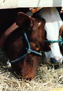 cows eating hay