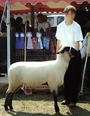 black faced sheep